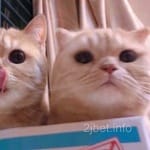 Avatar of Saira Hussain